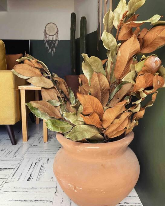 ¡bienvenido A Olivo! Apartamento México DF